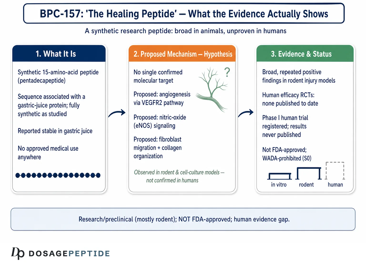 What is BPC-157? The Healing Peptide Explained — Dosage Peptide infographic