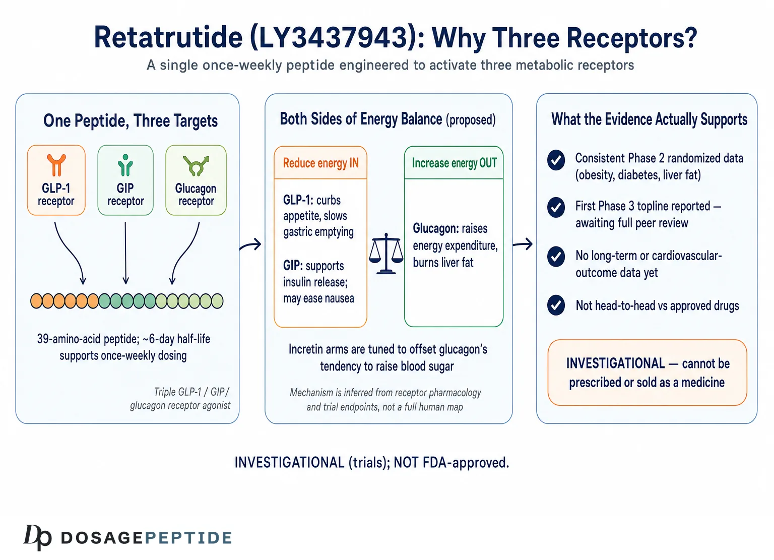 What is Retatrutide? Understanding the Triple-Receptor Agonist — Dosage Peptide infographic