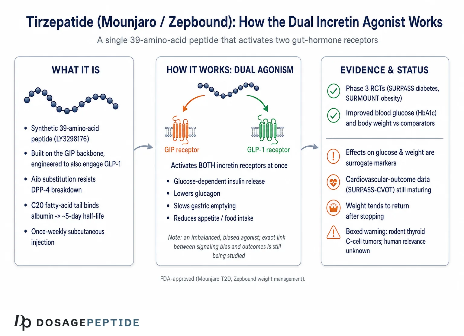 What Is Tirzepatide (Mounjaro/Zepbound) & How Does It Work? — Dosage Peptide infographic