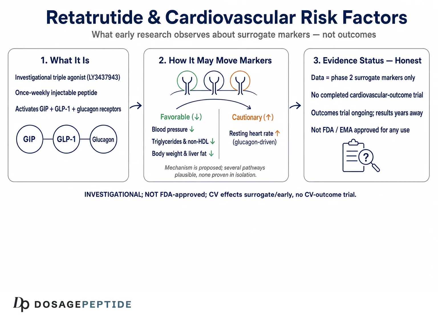 How Does Retatrutide Influence Cardiovascular Risk Factors? — Dosage Peptide infographic