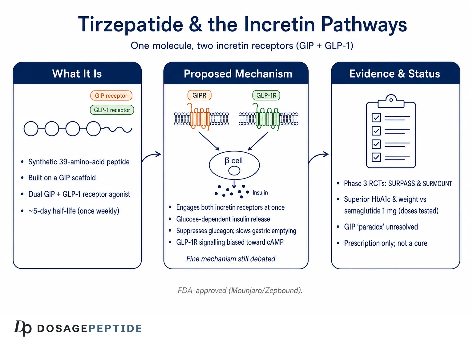 How Does Tirzepatide Influence Incretin Pathways? — Dosage Peptide infographic